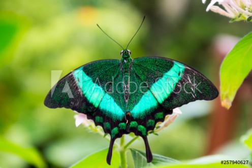 Picture of Emerald Swallowtail butterfly is sitting on the flower